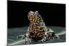 Bombina Orientalis (Oriental Fire-Bellied Toad)-Paul Starosta-Mounted Photographic Print