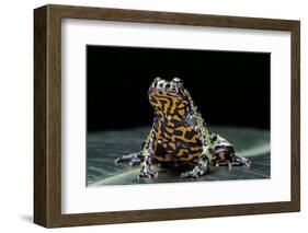 Bombina Orientalis (Oriental Fire-Bellied Toad)-Paul Starosta-Framed Photographic Print