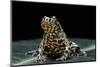 Bombina Orientalis (Oriental Fire-Bellied Toad)-Paul Starosta-Mounted Photographic Print