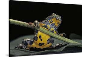 Bombina Variegata (Yellow-Bellied Toad)-Paul Starosta-Stretched Canvas