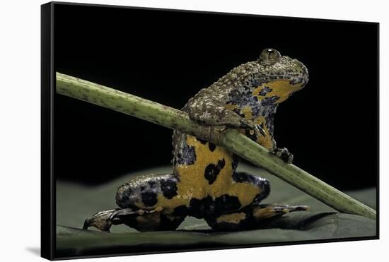 Bombina Variegata (Yellow-Bellied Toad)-Paul Starosta-Framed Stretched Canvas