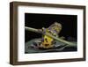 Bombina Variegata (Yellow-Bellied Toad)-Paul Starosta-Framed Photographic Print