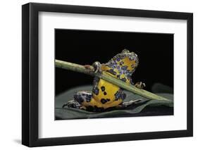 Bombina Variegata (Yellow-Bellied Toad)-Paul Starosta-Framed Photographic Print