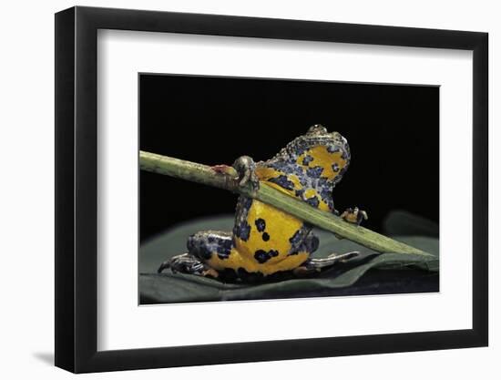 Bombina Variegata (Yellow-Bellied Toad)-Paul Starosta-Framed Photographic Print