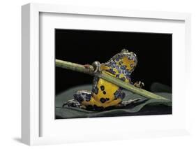 Bombina Variegata (Yellow-Bellied Toad)-Paul Starosta-Framed Photographic Print