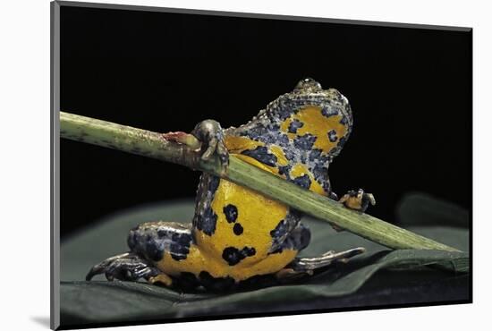 Bombina Variegata (Yellow-Bellied Toad)-Paul Starosta-Mounted Photographic Print