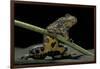 Bombina Variegata (Yellow-Bellied Toad)-Paul Starosta-Framed Photographic Print