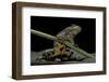 Bombina Variegata (Yellow-Bellied Toad)-Paul Starosta-Framed Photographic Print