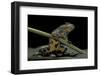 Bombina Variegata (Yellow-Bellied Toad)-Paul Starosta-Framed Photographic Print