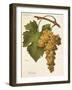 Bombino Grape-A. Kreyder-Framed Giclee Print