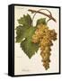 Bombino Grape-A. Kreyder-Framed Stretched Canvas