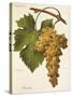 Bombino Grape-A. Kreyder-Stretched Canvas