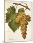 Bombino Grape-A. Kreyder-Mounted Giclee Print