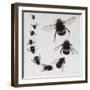 Bombus, 2015-Odile Kidd-Framed Giclee Print