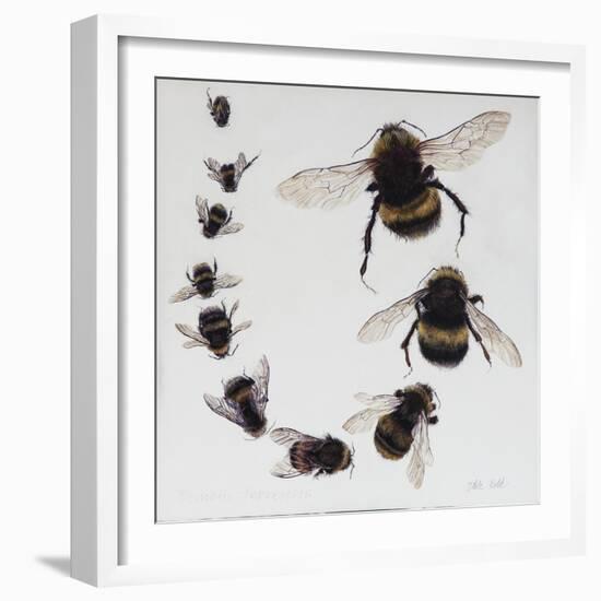 Bombus, 2015-Odile Kidd-Framed Giclee Print