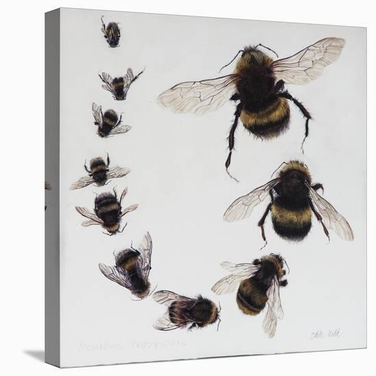 Bombus, 2015-Odile Kidd-Stretched Canvas