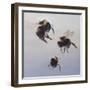 Bombus flight 1, 2011-Odile Kidd-Framed Giclee Print