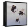 Bombus flight 1, 2011-Odile Kidd-Framed Stretched Canvas