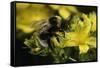 Bombus Hortorum (Small Garden Bumblebee)-Paul Starosta-Framed Stretched Canvas