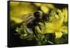 Bombus Hortorum (Small Garden Bumblebee)-Paul Starosta-Framed Stretched Canvas