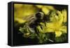 Bombus Hortorum (Small Garden Bumblebee)-Paul Starosta-Framed Stretched Canvas