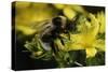 Bombus Hortorum (Small Garden Bumblebee)-Paul Starosta-Stretched Canvas