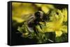 Bombus Hortorum (Small Garden Bumblebee)-Paul Starosta-Framed Stretched Canvas