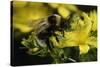 Bombus Hortorum (Small Garden Bumblebee)-Paul Starosta-Stretched Canvas