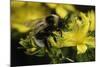 Bombus Hortorum (Small Garden Bumblebee)-Paul Starosta-Mounted Photographic Print