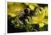 Bombus Hortorum (Small Garden Bumblebee)-Paul Starosta-Framed Photographic Print