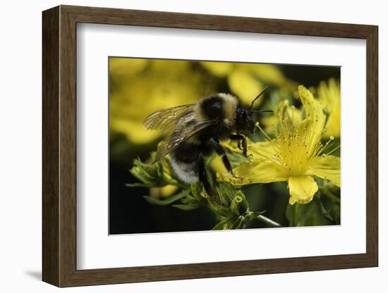 Bombus Hortorum (Small Garden Bumblebee)-Paul Starosta-Framed Photographic Print