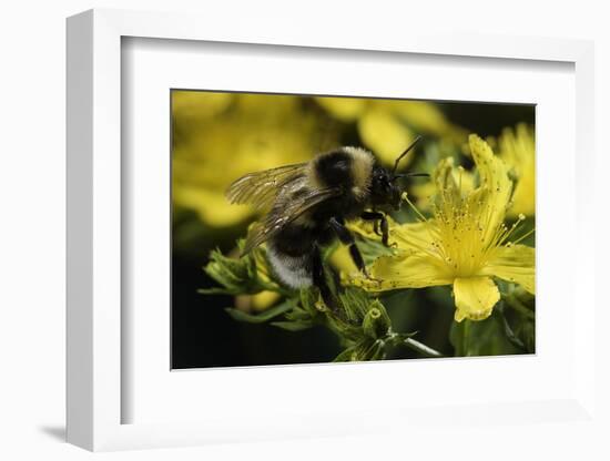 Bombus Hortorum (Small Garden Bumblebee)-Paul Starosta-Framed Photographic Print