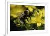 Bombus Hortorum (Small Garden Bumblebee)-Paul Starosta-Framed Photographic Print