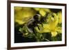 Bombus Hortorum (Small Garden Bumblebee)-Paul Starosta-Framed Photographic Print