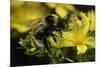 Bombus Hortorum (Small Garden Bumblebee)-Paul Starosta-Mounted Photographic Print