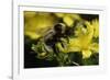 Bombus Hortorum (Small Garden Bumblebee)-Paul Starosta-Framed Photographic Print