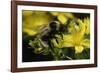 Bombus Hortorum (Small Garden Bumblebee)-Paul Starosta-Framed Photographic Print