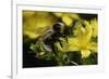 Bombus Hortorum (Small Garden Bumblebee)-Paul Starosta-Framed Photographic Print