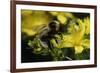 Bombus Hortorum (Small Garden Bumblebee)-Paul Starosta-Framed Photographic Print