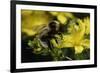 Bombus Hortorum (Small Garden Bumblebee)-Paul Starosta-Framed Photographic Print