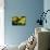 Bombus Hortorum (Small Garden Bumblebee)-Paul Starosta-Photographic Print displayed on a wall