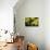 Bombus Hortorum (Small Garden Bumblebee)-Paul Starosta-Photographic Print displayed on a wall