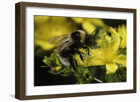 Bombus Hortorum (Small Garden Bumblebee)-Paul Starosta-Framed Photographic Print