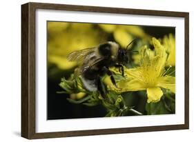 Bombus Hortorum (Small Garden Bumblebee)-Paul Starosta-Framed Photographic Print