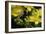 Bombus Hortorum (Small Garden Bumblebee)-Paul Starosta-Framed Photographic Print