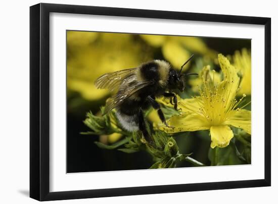 Bombus Hortorum (Small Garden Bumblebee)-Paul Starosta-Framed Photographic Print