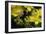 Bombus Hortorum (Small Garden Bumblebee)-Paul Starosta-Framed Photographic Print