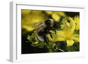 Bombus Hortorum (Small Garden Bumblebee)-Paul Starosta-Framed Photographic Print