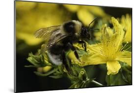 Bombus Hortorum (Small Garden Bumblebee)-Paul Starosta-Mounted Photographic Print