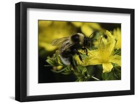 Bombus Hortorum (Small Garden Bumblebee)-Paul Starosta-Framed Photographic Print